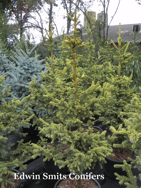 Picea obovata 'Aurea'